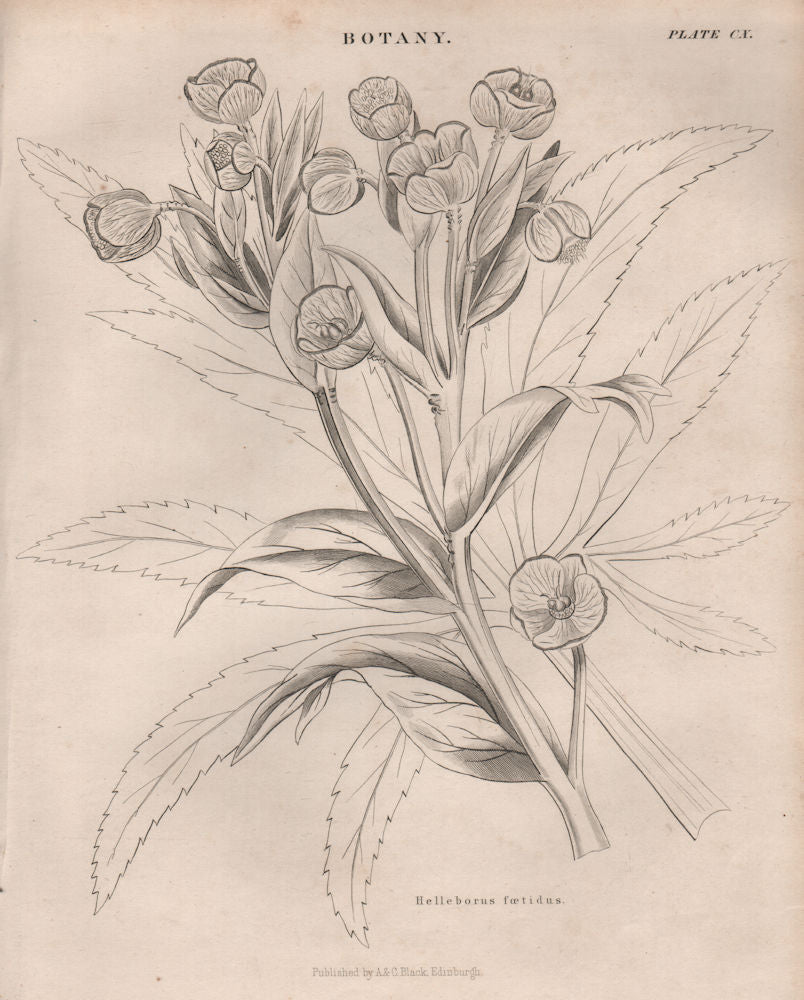 Helleborus Foetidus (stinking hellebore, dungwort, setterwort, bear's foot) 1860